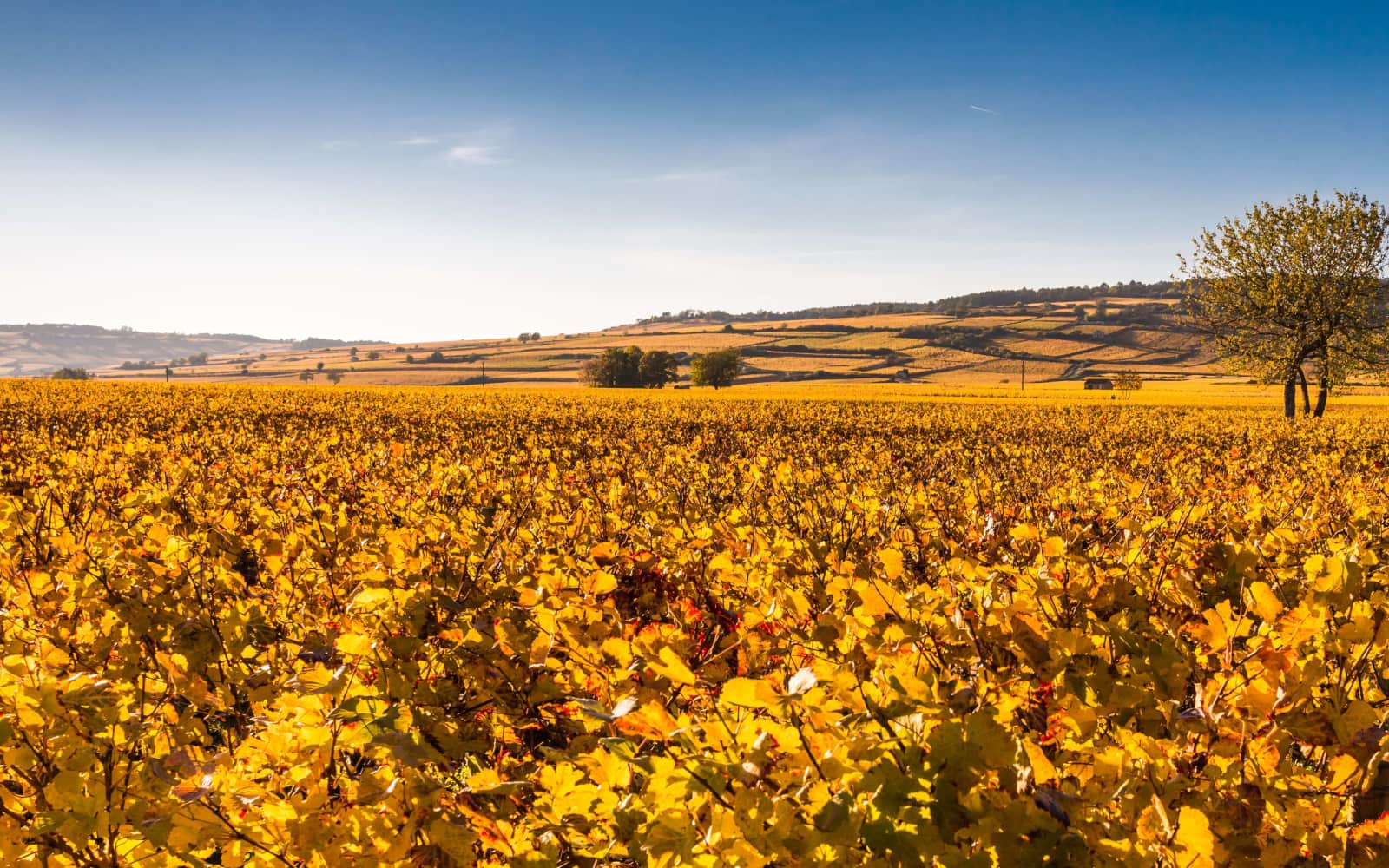 Foulées des Cochons