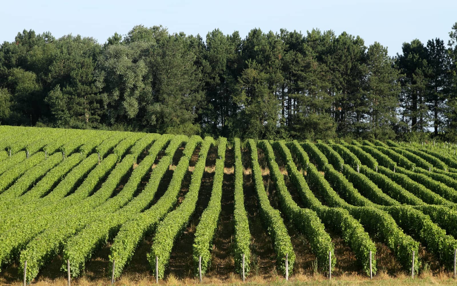 Trail des Vendanges