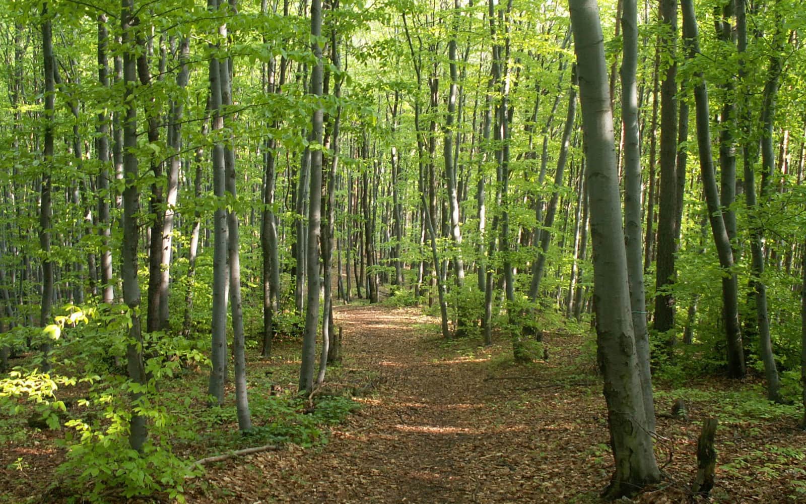 Trail du Blanc Pignon