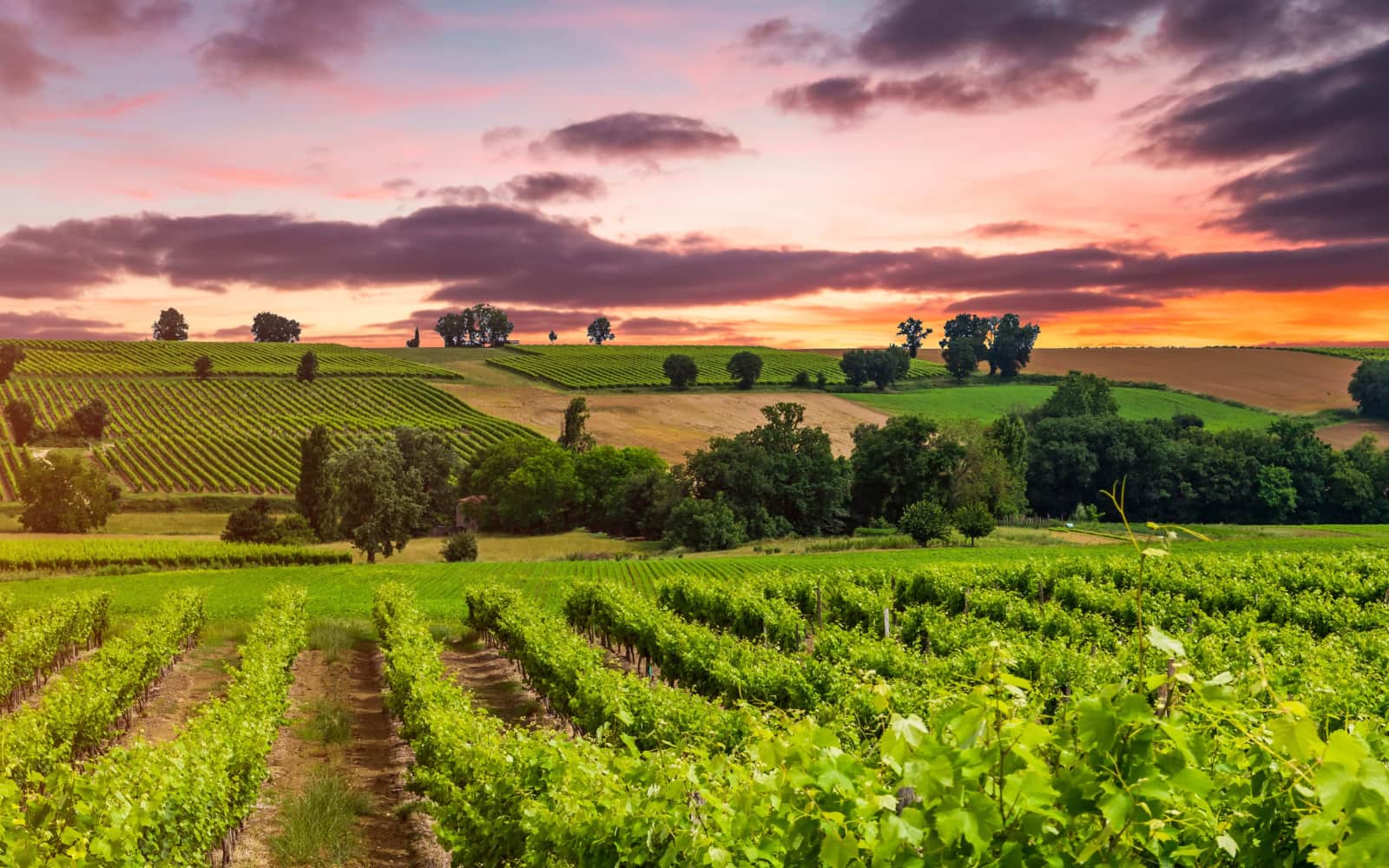 Marathon du Médoc