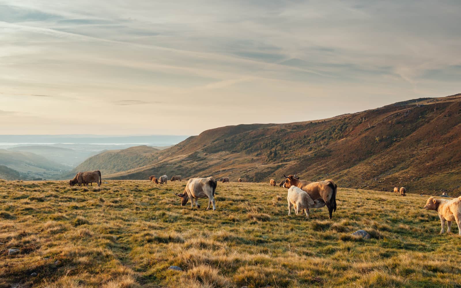 Transhumance Classic