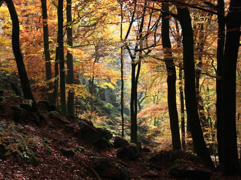 Vatertagslauf für Jedermann
