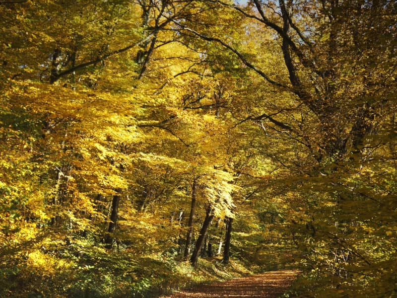 Trail de la Vallée des Moulins