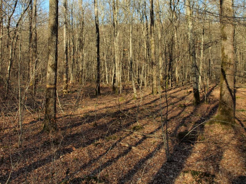 La Montagneuse