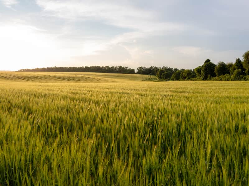 Corrida de Noël de Bologne