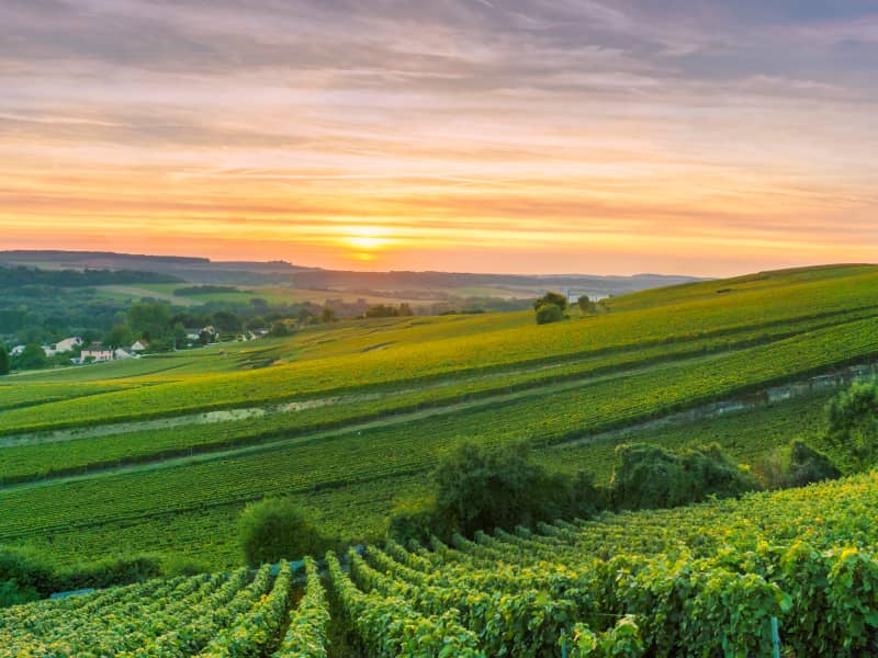 Trail de la Montagne de Reims
