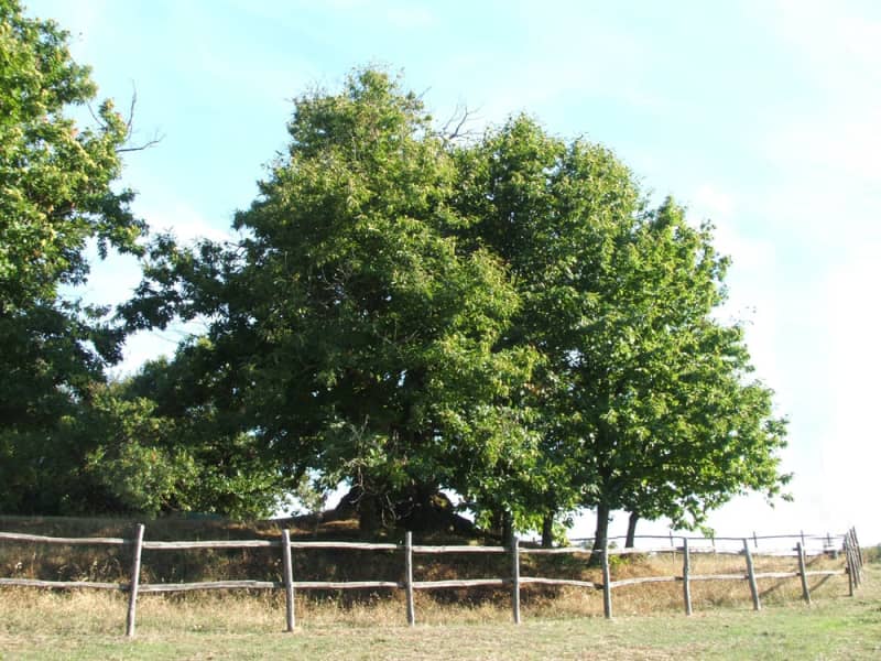 10 Km del Castagno dei Cento Cavalli